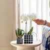 Kolibri Orchids weiße Phalaenopsis-Orchidee Amabilis Produktbild-Vorschau 11