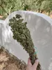 GreekBox | Oregano suszone, naturalne, greckie, dzikie, Podgląd zdjęcia produktu 2