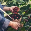 A person is harvesting coffee beans into a basket. Produktbild-Vorschau