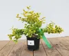 A potted plant with variegated leaves on a wooden surface. Produktbild-Vorschau