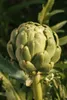 Cynara scolymus, Artischocke, ca. 11x11 cm Topf Produktbild-Vorschau 5