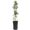 A potted Passiflora caerulea plant with a decorative label and wooden stakes, presented against a white background. Anteprima dell’immagine prodotto