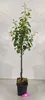 A potted tree with green leaves and a brown trunk against a white and light gray background. Podgląd zdjęcia produktu