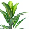 Keulenlilie Kiwi - Cordyline - Höhe ca. 40 cm, Topf-Ø 12 cm Produktbild-Vorschau 2