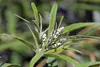 SAFLAX - Heilpflanzen - Mönchspfeffer - 30 Samen - Vitex Produktbild-Vorschau 4