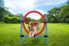 maxxpro Agility Ring - Set Agility für Hunde - 85 x 3 cm - Produktbild-Vorschau 5