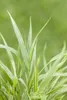 Japanisches Berggras Strip it Rich, im Topf - Hakonechloa Produktbild-Vorschau 1
