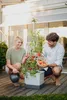 TOM TOMATO - Tomatentopf mit Wassertank & Rankhilfe - Produktbild-Vorschau 15