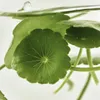 Beauty of Joseon - Light On Serum Centella + Vita C 30ml Voir les images du produit 18