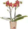 Kolibri Orchids | Orchidée Phalaenopsis orange odorante - Voir les images du produit 1