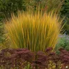Stauden Gänge 5 x Panicum virgatum 'Northwind' im 1 Liter Produktbild-Vorschau 3