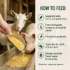 Maisbruch 30kg Gebrochener Mais Gelb Futtermais Hühner Produktbild-Vorschau 5