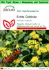 SAFLAX Garden to go - Echte Goldrute - Solidago virgaurea - Produktbild-Vorschau 1