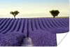 MuchoWow® Poster Lavendel - Bäume - Blumen - Natur 180x120 Produktbild-Vorschau 1