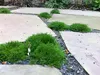 Stauden Gänge 100 x Sagina subulata - Sternmoos - Weiche Produktbild-Vorschau 6