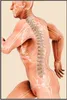 Wallario Wandbild Anatomie Wirbelsäule - Menschliches Produktbild-Vorschau 1