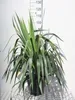 Yucca gloriosa - Palmlilie 50- 60 cm - Pojemnik Podgląd zdjęcia produktu 1