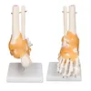 Anatomický model kostry v měřítku 1:1 v životní velikosti Náhled obrázku produktu 8