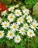 Anemone blanda 'White Splendour', Balkan-Windröschen, weiß, Produktbild-Vorschau 10