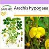 SAFLAX - Arašíd - Arachis hypogaea - 8 Semena Náhled obrázku produktu 9