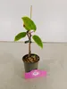 A small kiwi plant in a pot with a pink tag in front of it. Náhľad obrázku produktu
