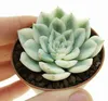 Echeveria « Moon Fairy » panachée - Echeveria rare - Pièce Voir les images du produit 4
