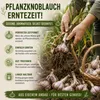 Pflanzknoblauch Primor 3 Knollen – aromatischer Knoblauch Produktbild-Vorschau 4