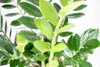 Zamioculcas zamiifolia, im 17cm Topf, Glücksfeder, Höhe ca. Produktbild-Vorschau 2