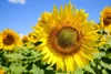 Mynatura  Sonnenblumenkerne, geschält 1Kg 1 Beutel Produktbild-Vorschau 4