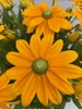 Rudbeckia - Sunbeckia® Ophelia - Sonnenhut Ophelia Produktbild-Vorschau 1