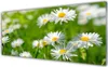 Küchenrückwand aus Glas 125x50cm Spritzschutz Gänseblümchen Produktbild-Vorschau 1