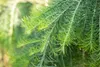 A close-up shot of the delicate, green needles of a weeping Japanese Larch tree branch. Produktbild-Vorschau