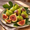 Feigenbaum Breva 70–100 cm – Echte Feige (Ficus carica) Produktbild-Vorschau 2