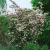 Kolkwitzia amabilis 'Pink Cloud', Kolkwitzie, rosa Blüten, Produktbild-Vorschau 3
