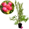 Vaccinium corymbosum 'Pink Lemonade' baie rose bleue - Voir les images du produit 1