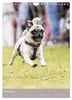 Mops-Rennen (Wandkalender 2027 DIN A4 hoch), CALVENDO Produktbild-Vorschau 12