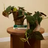 Bloomique - Philodendron Scandens Micans - Roślina Podgląd zdjęcia produktu 3