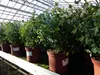 2x XXL Eucalyptus Busch Eukalyptusbaum 40 - 60 cm, Pflanze Produktbild-Vorschau 5