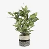 Mica Decorations Dieffenbachia umělá rostlina - V70 x Ø55 Náhled obrázku produktu 2