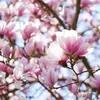Magnolien Dünger für Magnolie Pflanzen Blühende Bäume Produktbild-Vorschau 4