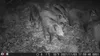 Outdoor Wildlife Hunting Trail und Wildkamera OXE Gepard Produktbild-Vorschau 29