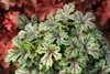 Stauden Gänge 3 x Heucherella Hybride 'Tapestry' im 1 Liter Produktbild-Vorschau 2