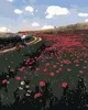 Zuty - Malen nach Zahlen - EIN FELD VON MOHNBLUMEN (PÁL Produktbild-Vorschau 1