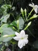 Trachelospermum jasminoides Star of Toscana - Duftender Produktbild-Vorschau 2