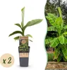 Japanische Faserbanane – Musa basjoo – Winterhart – 2 Produktbild-Vorschau 2