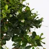 Drzewko herbaciane Fukien - Carmona microphylla - Wysokość Podgląd zdjęcia produktu 3