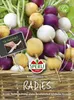 Radieschensamen - Radies - Kombination III, Zlata, Viola, Produktbild-Vorschau 3