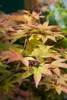 Acer palmatum 'Osakazuki', Japanischer Ahorn, leuchtend Produktbild-Vorschau 10