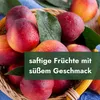 Meine Orangerie - Zwergobst Stämmchen Nektarine - Produktbild-Vorschau 2