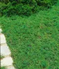 Juniperus communis 'Green Carpet', Wacholder, grün, 20–30 Produktbild-Vorschau 6